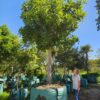 Habitat-Tree-Nursery-Kigelia-Africana-Sausage-Tree