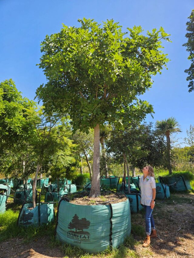 Habitat-Tree-Nursery-Kigelia-Africana-Sausage-Tree
