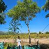 Habitat-Tree-Nursery-Kirkia-Accuminata-White-Seringa