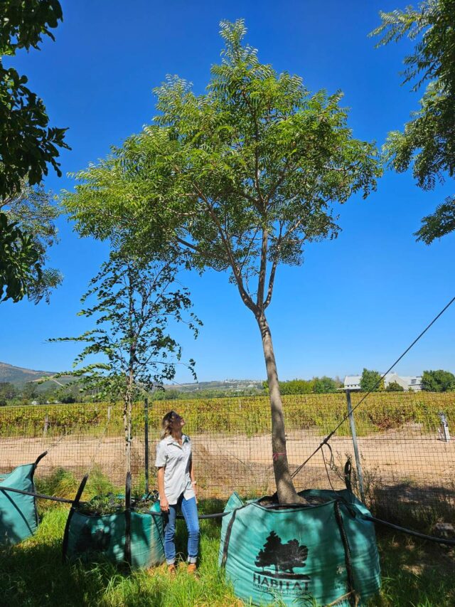 Habitat-Tree-Nursery-Kirkia-Accuminata-White-Seringa