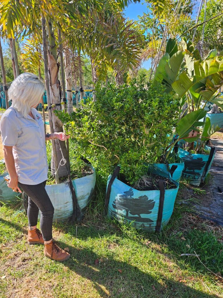 Habitat-Tree-Nursery-Murraya-Exotica-Mock-Orange