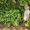 Habitat-Tree-Nursery-Philodendron-Selloum