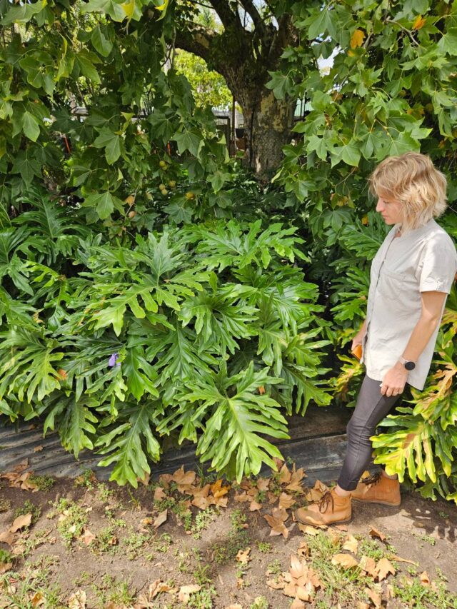 Habitat-Tree-Nursery-Philodendron-Selloum