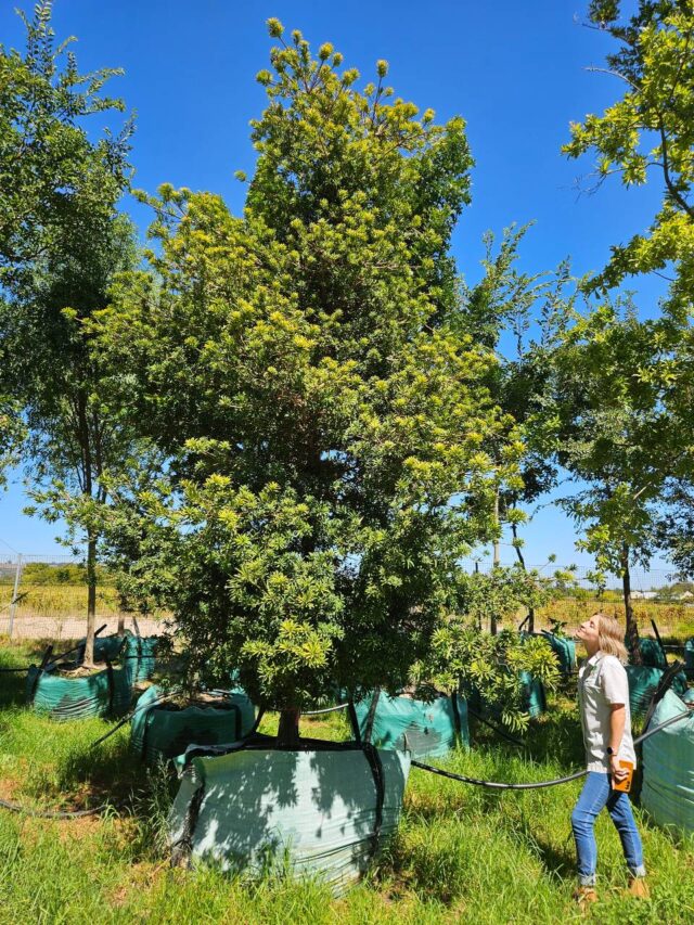 Habitat-Tree-Nursery-Podocarpus-Latifolius-Real-Yellow-wood