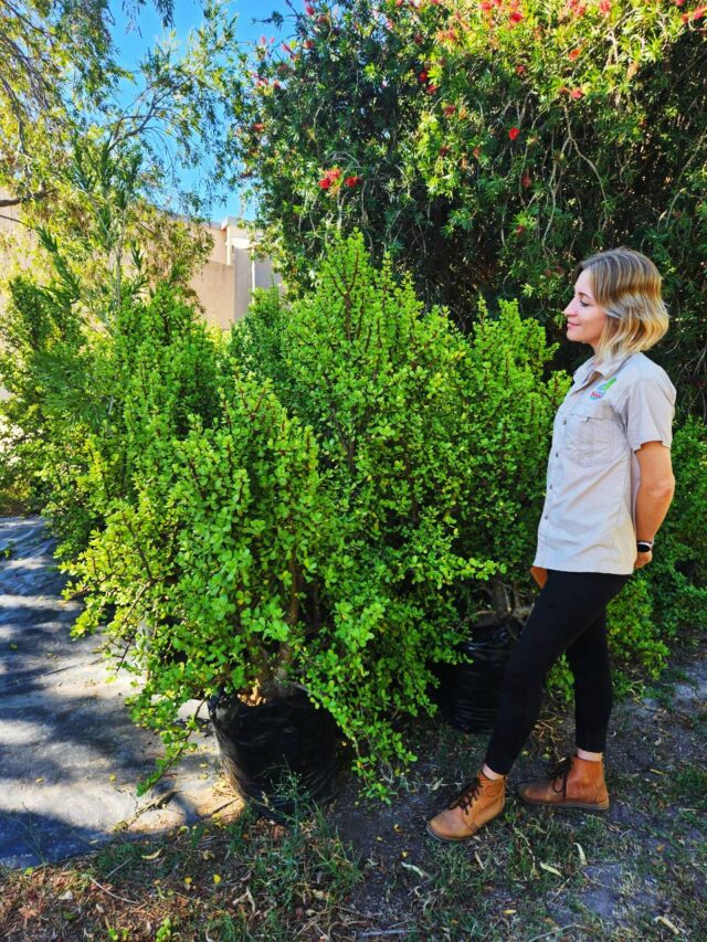 Habitat-Tree-Nursery-Portulacaria-Afra-Spekboom