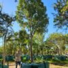 Habitat-Tree-Nursery-Ptaeroxylon-Obliquum-Sneezewood