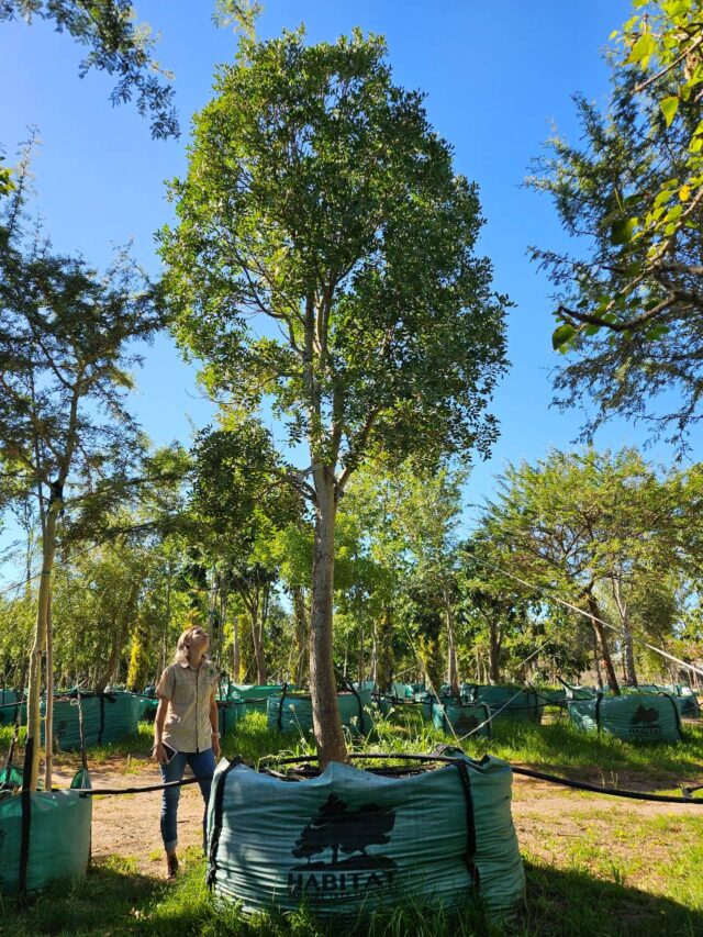 Habitat-Tree-Nursery-Ptaeroxylon-Obliquum-Sneezewood