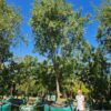 Habitat-Tree-Nursery-Searsia-Pendulina-White-Karee-River-Karee