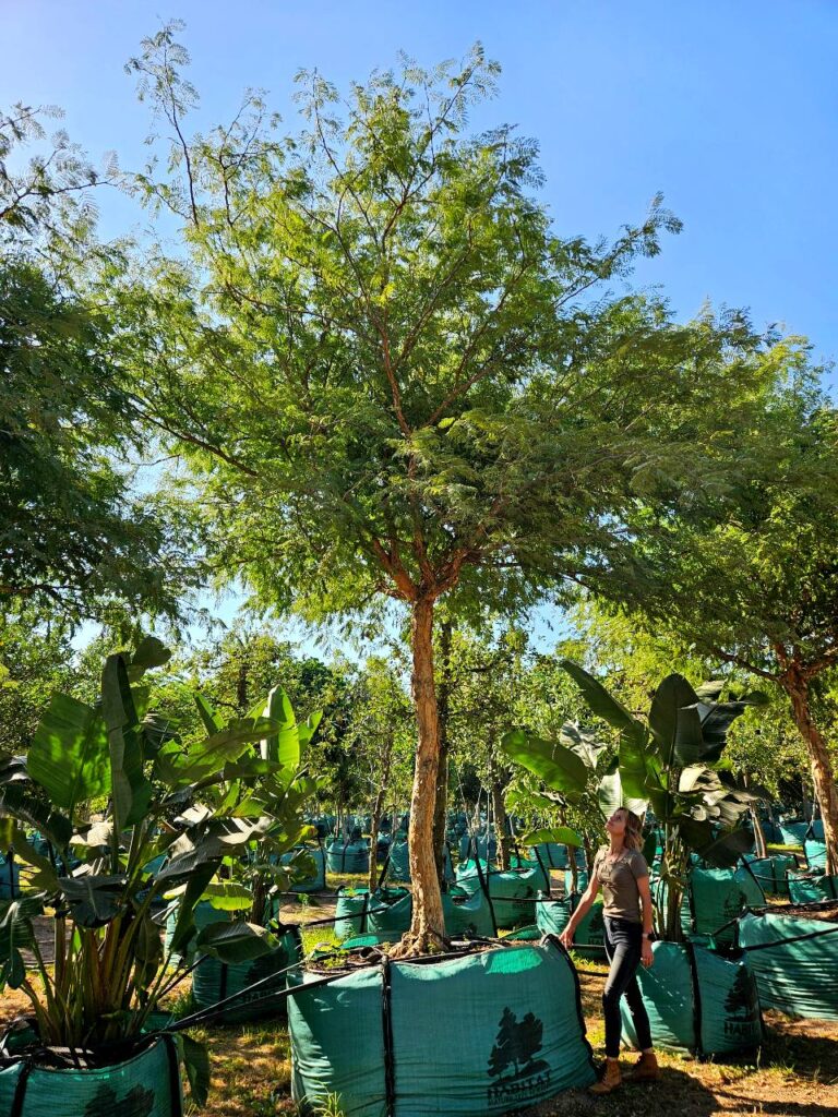 Habitat-Tree-Nursery-Senegalia-Galpinii-Monkey-Thorn