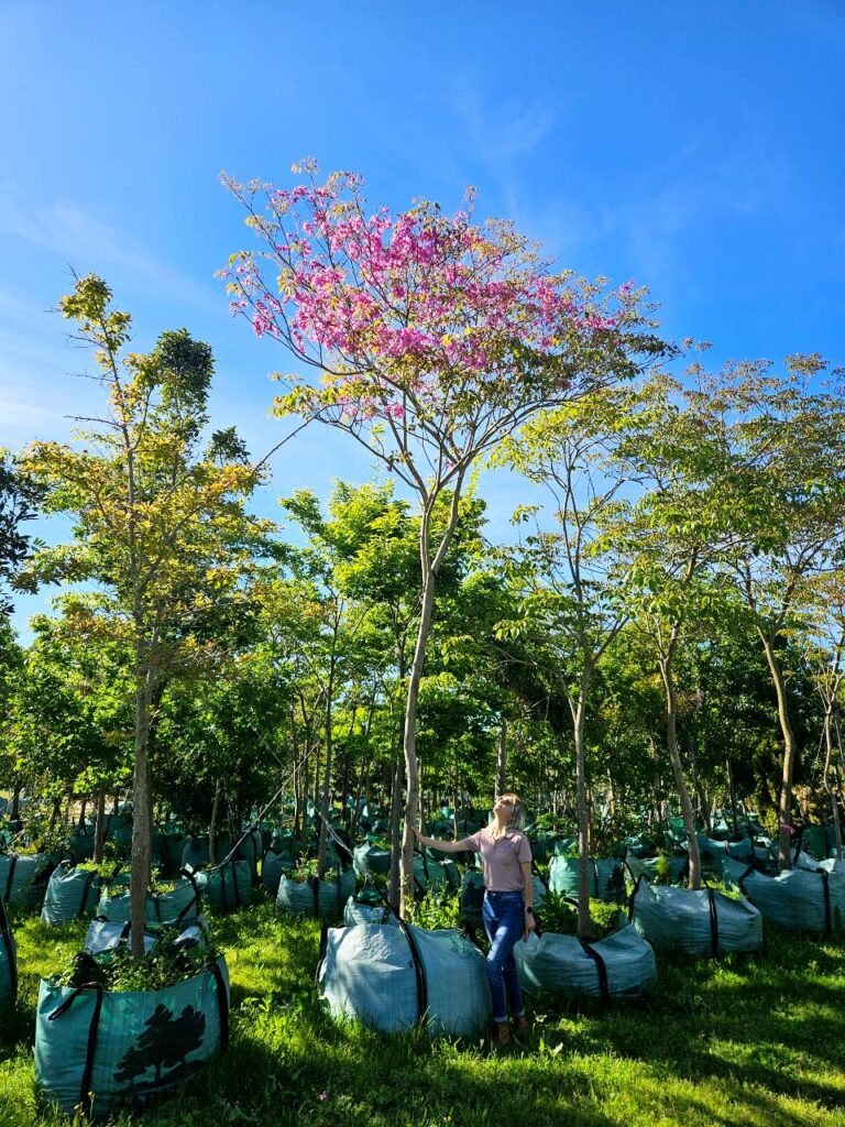 Habitat-Tree-Nursery-Tabebuia-Impetiginosa-Pink-Trumpet-Tree