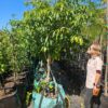Habitat-Tree-Nursery-Tabernaemontana-Elegans-Toad-Tree