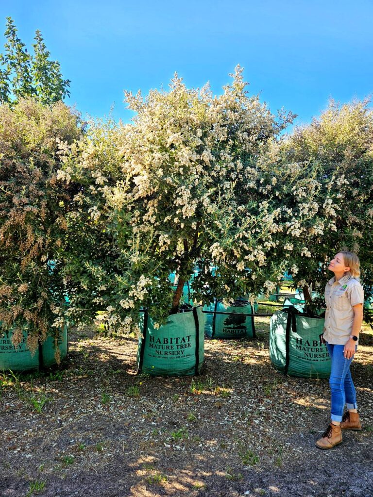 Habitat-Tree-Nursery-Tarchonanthus-Camphoratus-Camphor-Bush