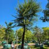 Habitat-Tree-Nursery-Vachellia-Karroo-Sweet-Thorn