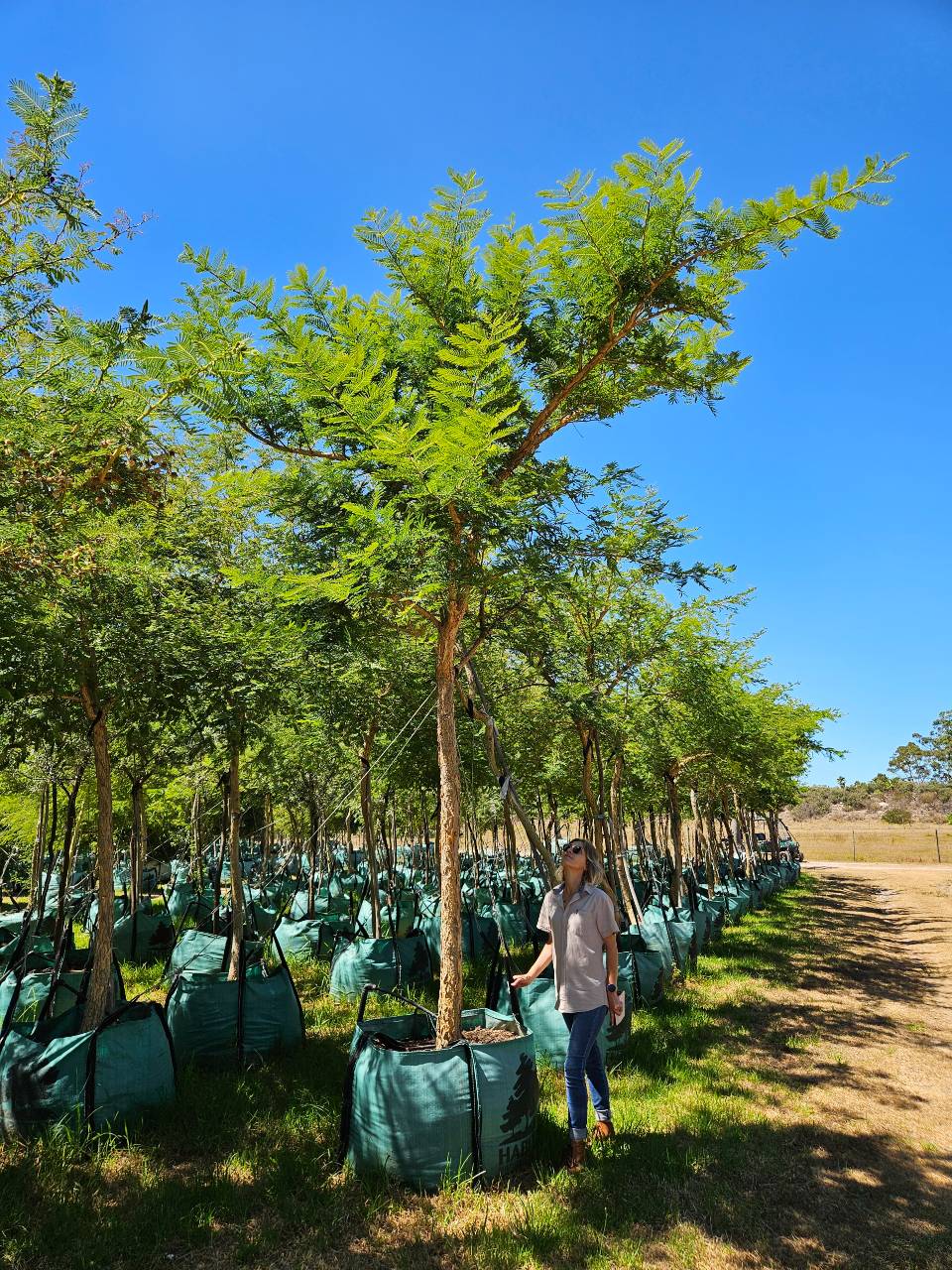 Habitat-Tree-Nursery-Vachellia-Sberiana-Woodii-Paperbark