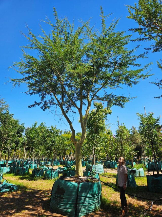 Habitat-Tree-Nursery-Vachellia-Xanthophloea-Fever-Tree