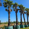 Habitat-Tree-Nursery-Washingtonia-Robusta-Chinese-Fan-Palm