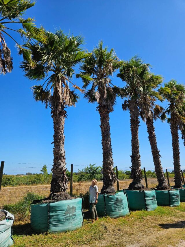 Habitat-Tree-Nursery-Washingtonia-Robusta-Chinese-Fan-Palm