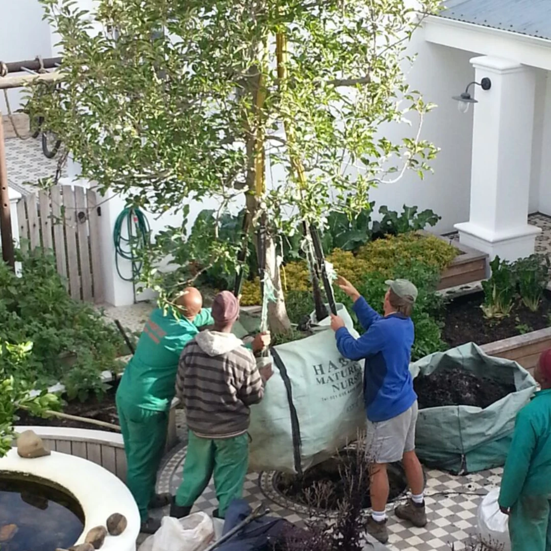 habitat-mature-tree-nursery-delivery-installation-001