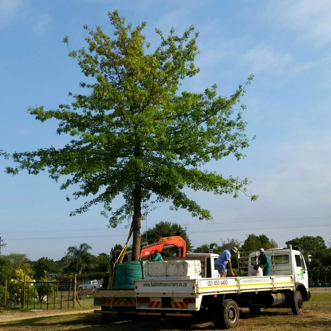 habitat-mature-tree-nursery-delivery-installation-004