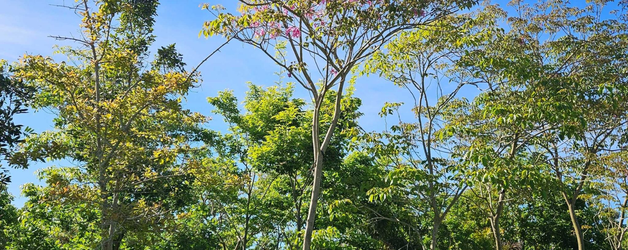 habitat-tree-nursery-slider-2